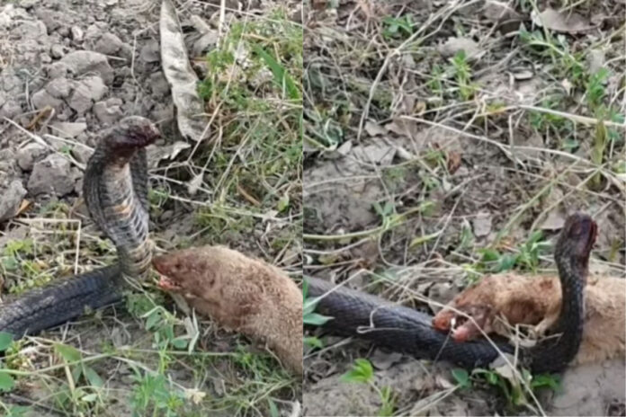 Animal viral video Animal viral video