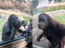 Animal viral video