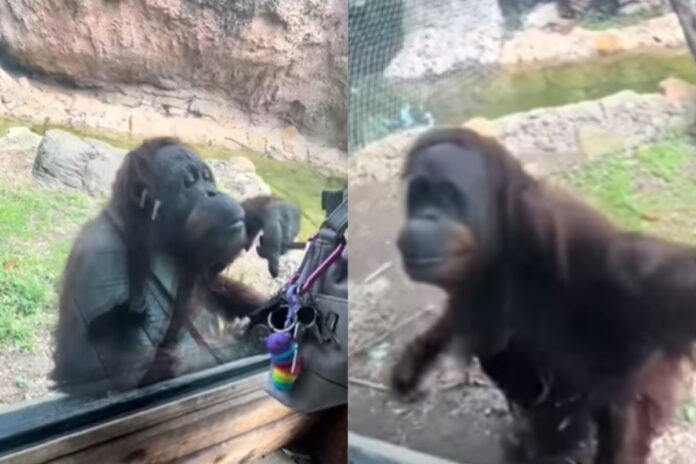 Animal viral video Animal viral video