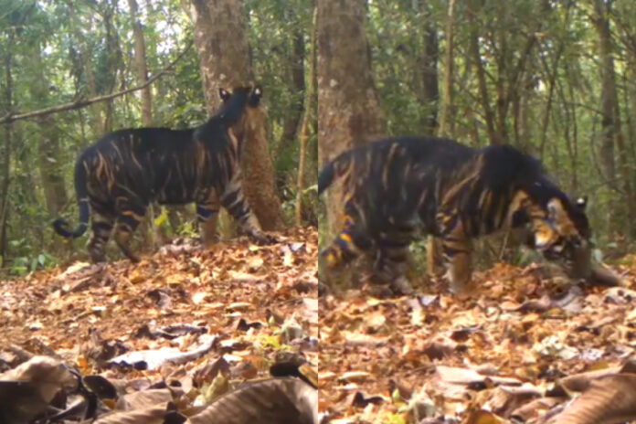 Animal viral video Animal viral video