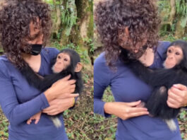 Animal viral video