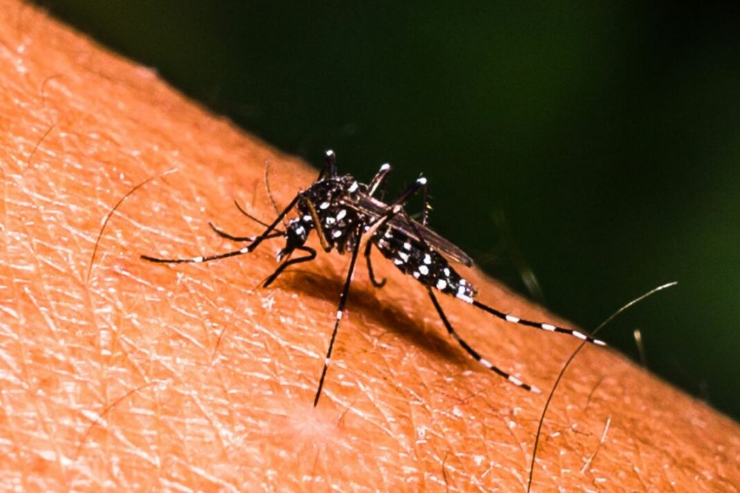 Dengue