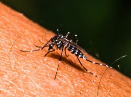 Dengue