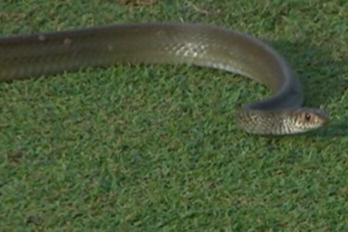 Lanka Premier league