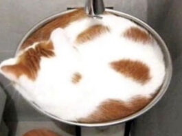 Optical Illusion