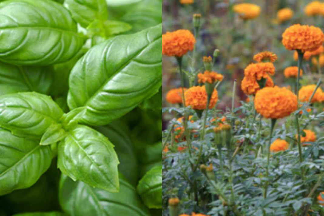 Plants that keep mosquitoes away