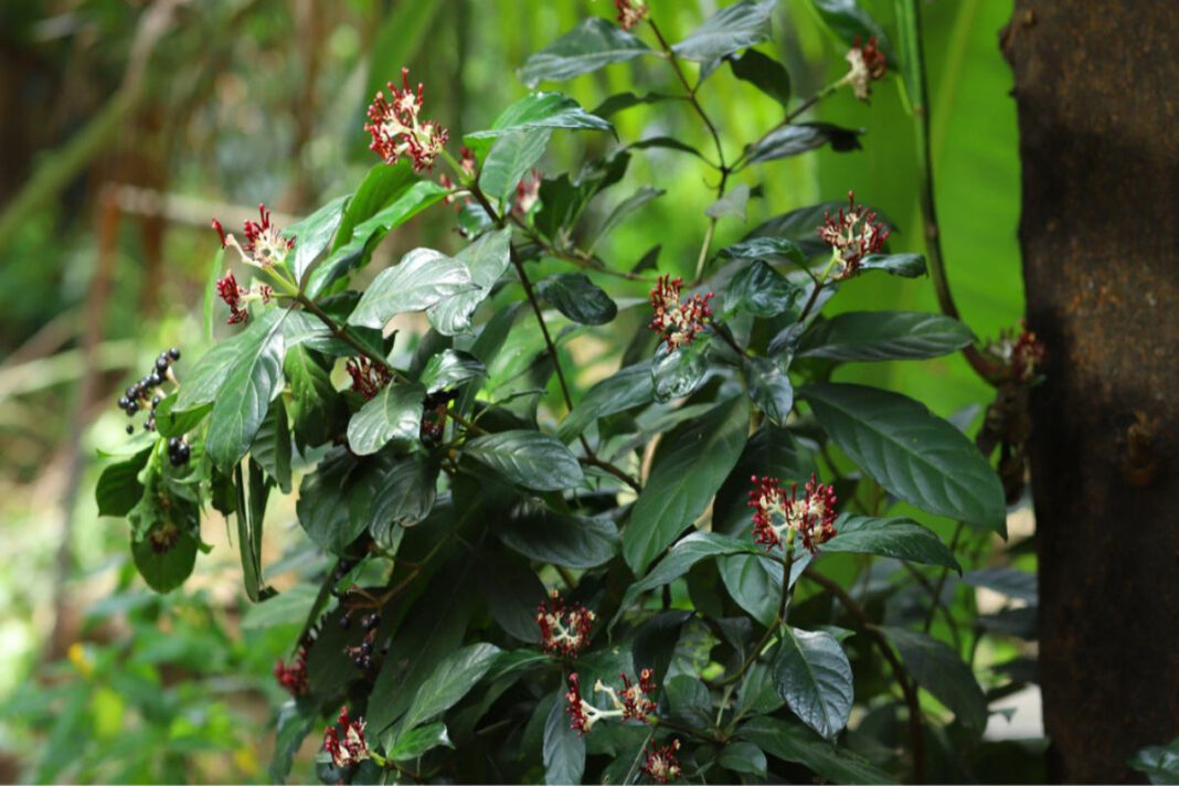 Rauvolfia serpentina