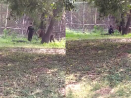 Viral Animal Video