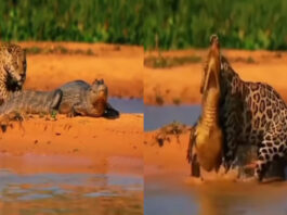 Viral Animal Video