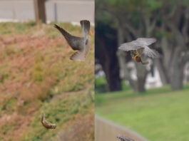 Viral Animal Video