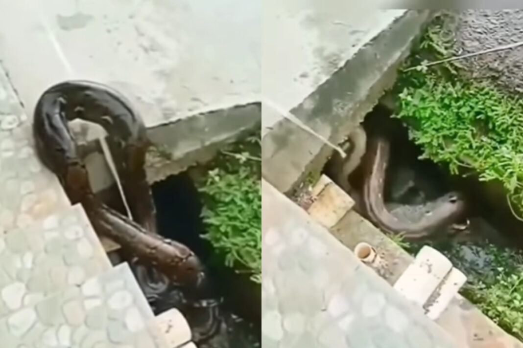 Viral Animal Video