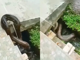 Viral Animal Video