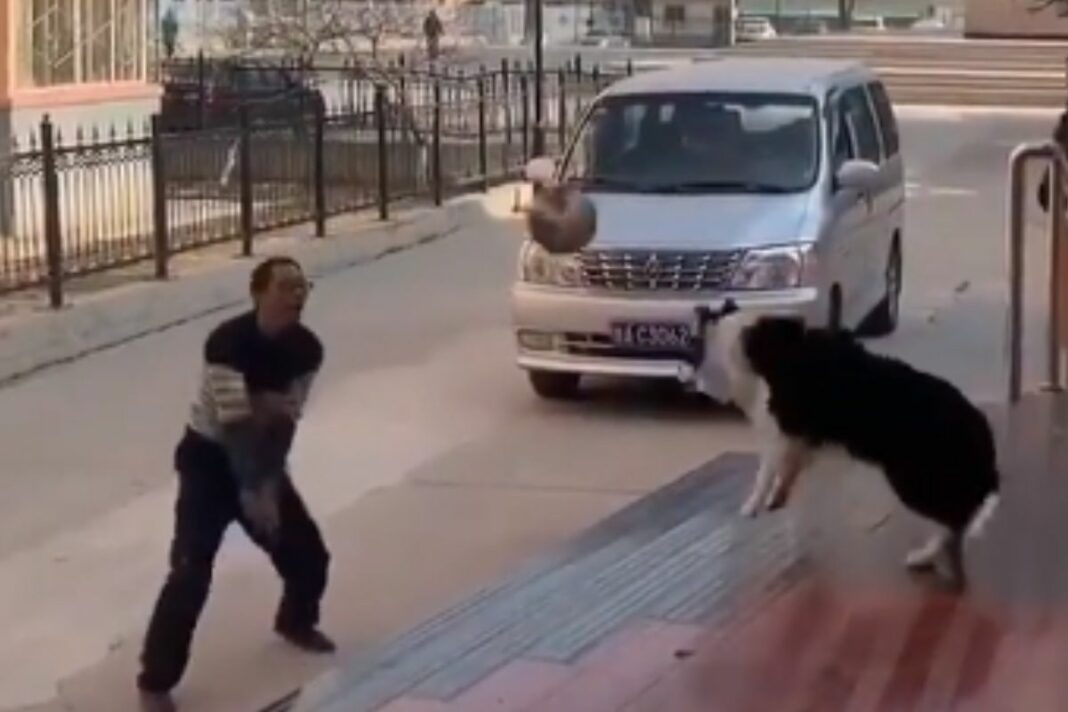 Viral Animal Video
