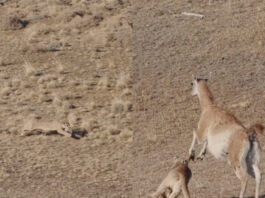 Viral Animal Video