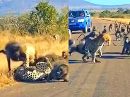 Viral Animal Video