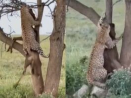 Viral Animal Video