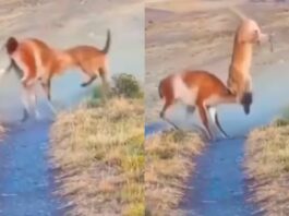 Viral Animal Video