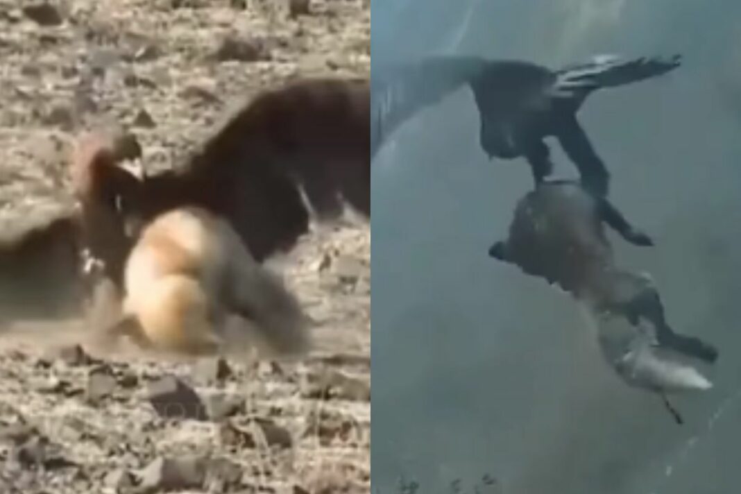 Viral Animal Video