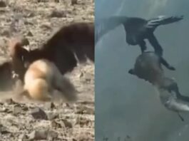 Viral Animal Video
