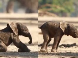 Viral Animal Video