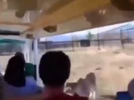 Viral Animal Video
