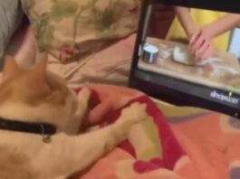 Viral Animal Video