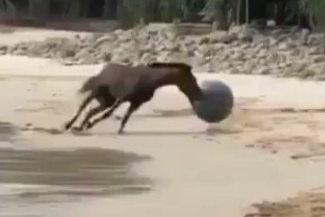 Viral Animal Video