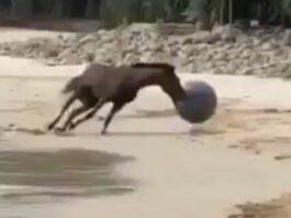 Viral Animal Video