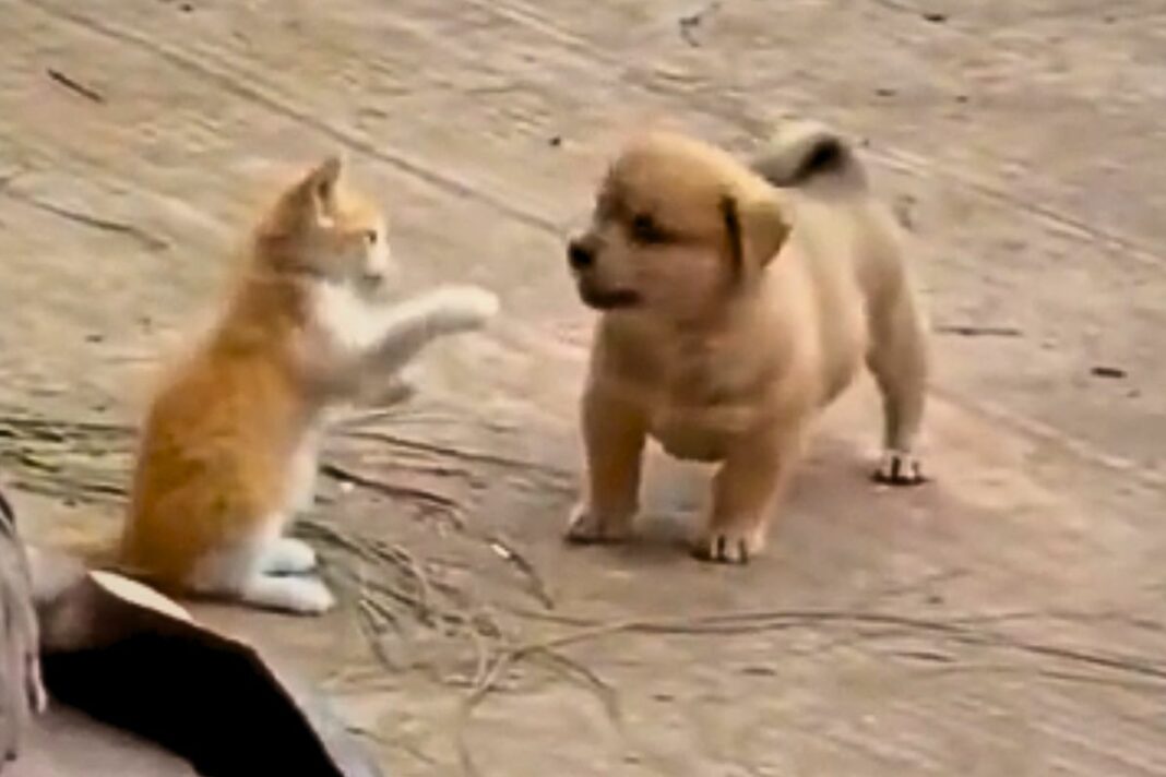 Viral Animal Video
