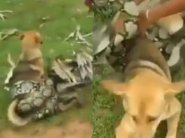 Viral Animal Video