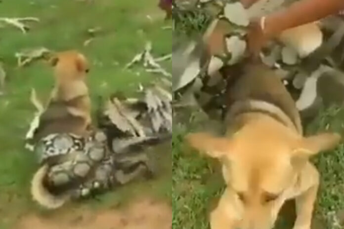 Viral Animal Video (4) Viral Animal Video