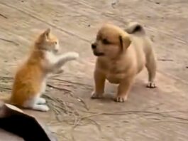 Viral Animal Video