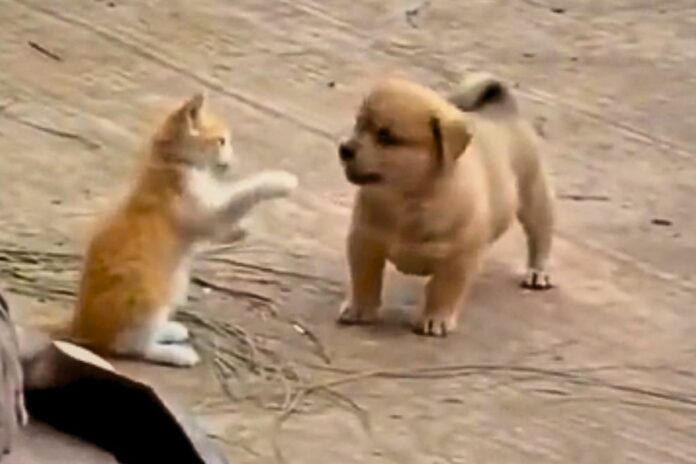 Viral Animal Video