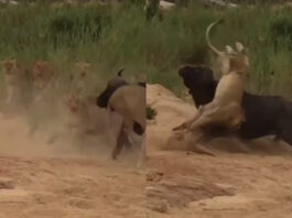 Viral Animal Video