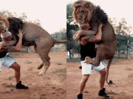 Viral Animal Video