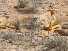 Viral Animal Video
