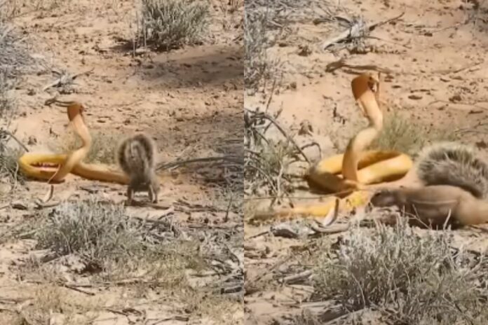 Viral Animal Video (7) Viral Animal Video