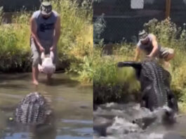 Viral animal video