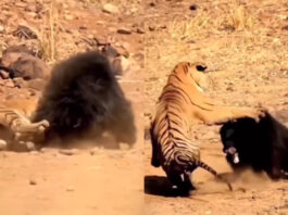 Viral Animal Video