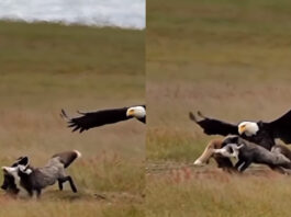 Viral Animal Video