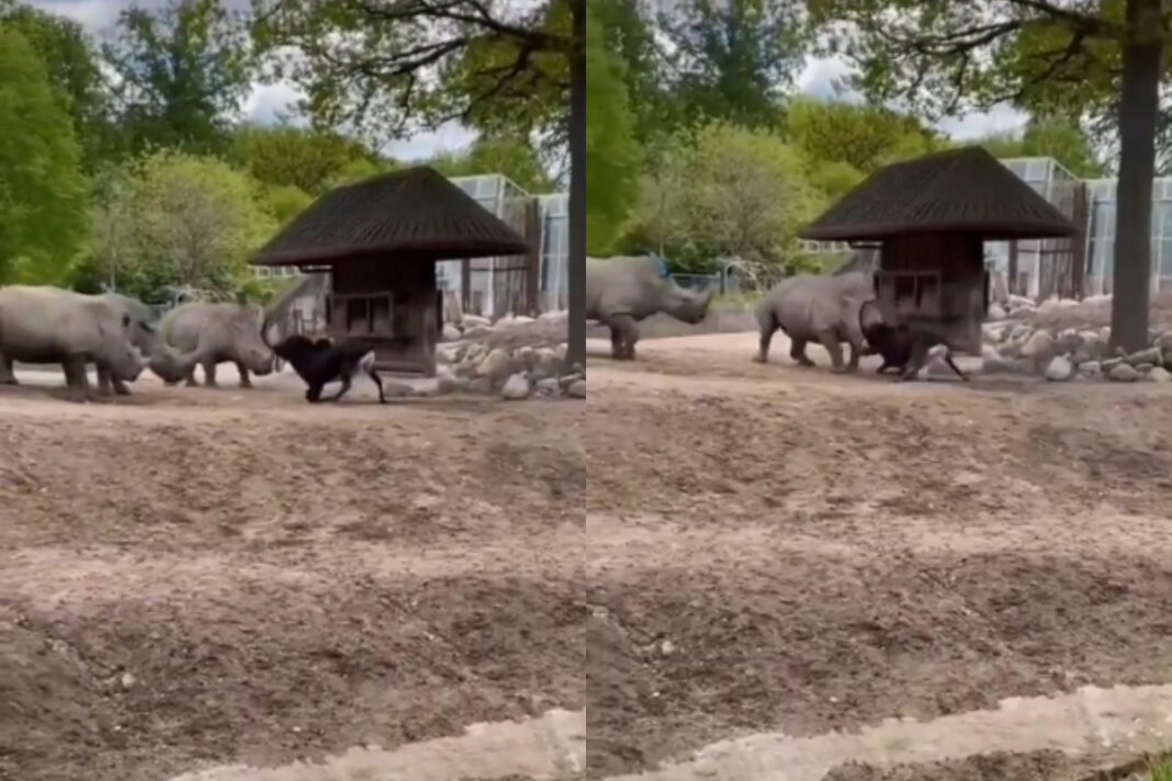 Viral Animal Video