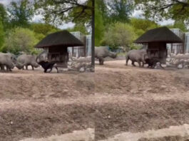 Viral Animal Video