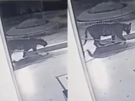 Viral Video