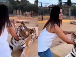Viral Video