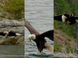 Viral animal video