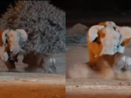 Viral animal video