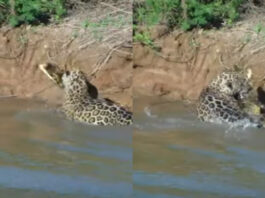 Viral animal video