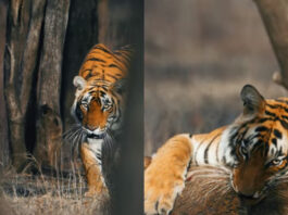 Viral animal video