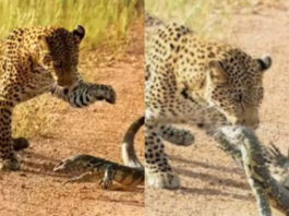 Viral animal video