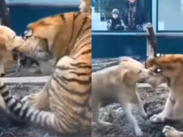 Viral animal video